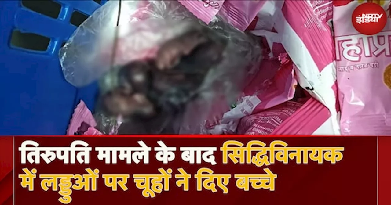 Mouse Found In Siddhivinayak Temple Prasad: प्रसाद की शुद्धता पर उठे सवाल, लड्डुओं पर चूहों ने दिए बच्चे