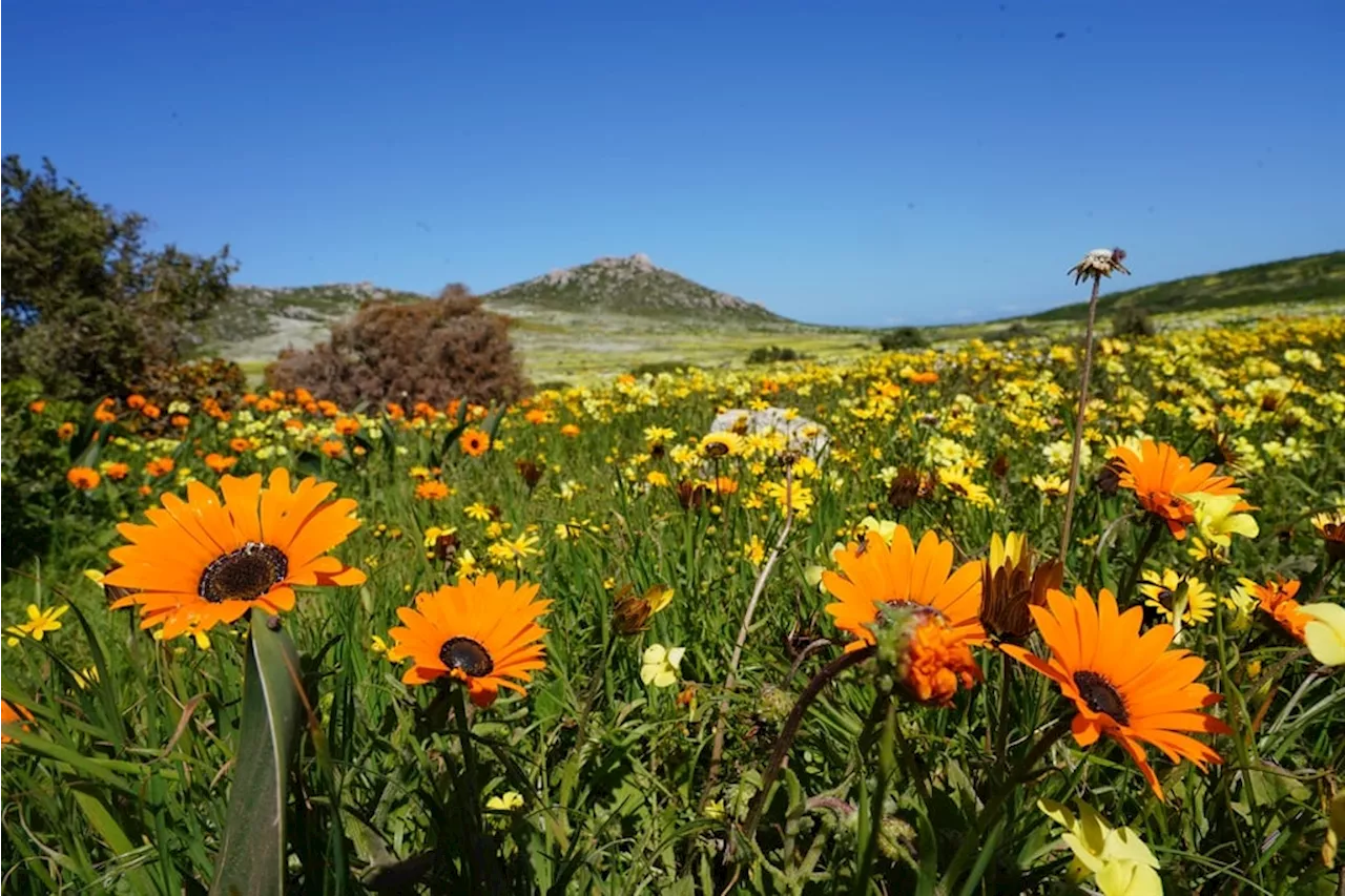  Tourists flock to West Coast National Park as flowers bloom, displaying a plethora of colours