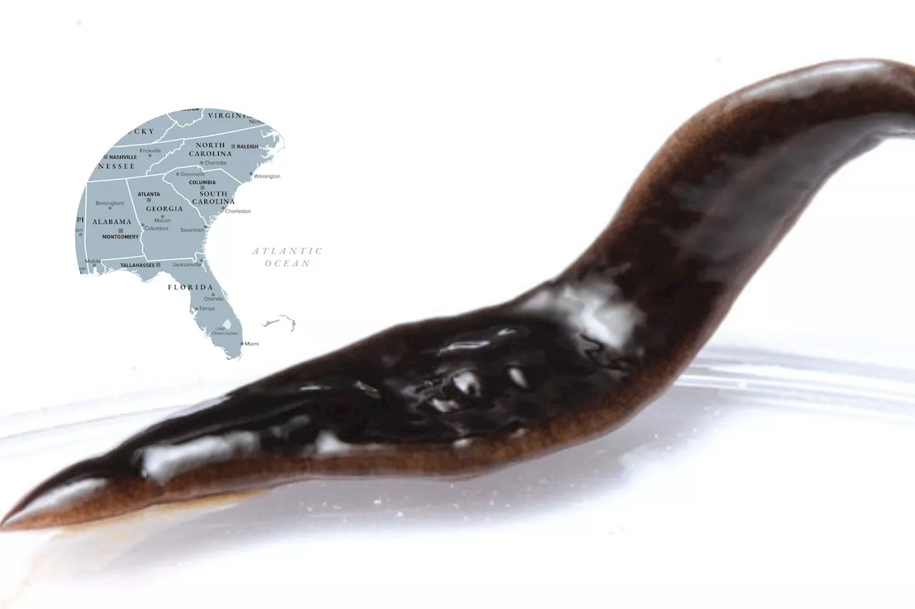 Three US States Invaded by New Species of Flatworm