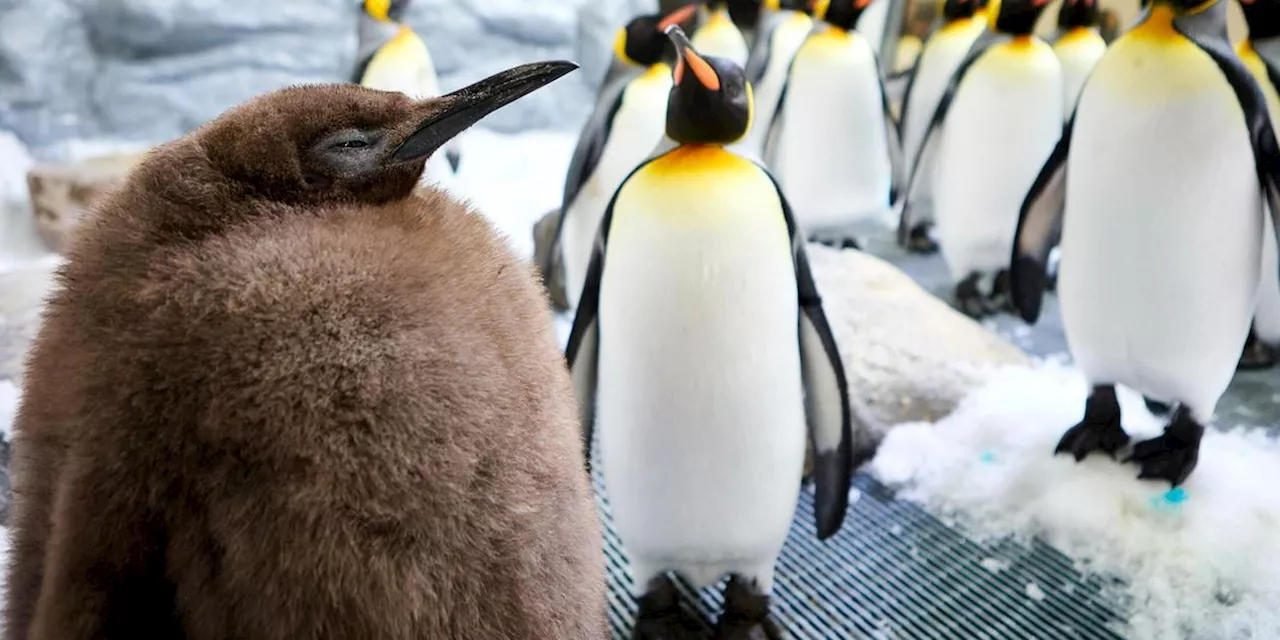 Ein echter Brocken: Pinguin-Baby Pesto ist Social-Media-Star