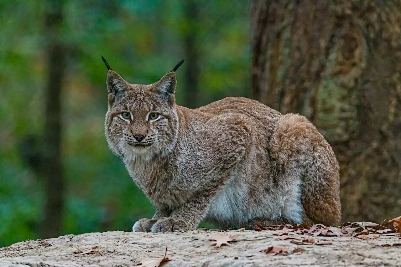 Ancient DNA helps uncover the Iberian lynx's potential secret weapon against extinction