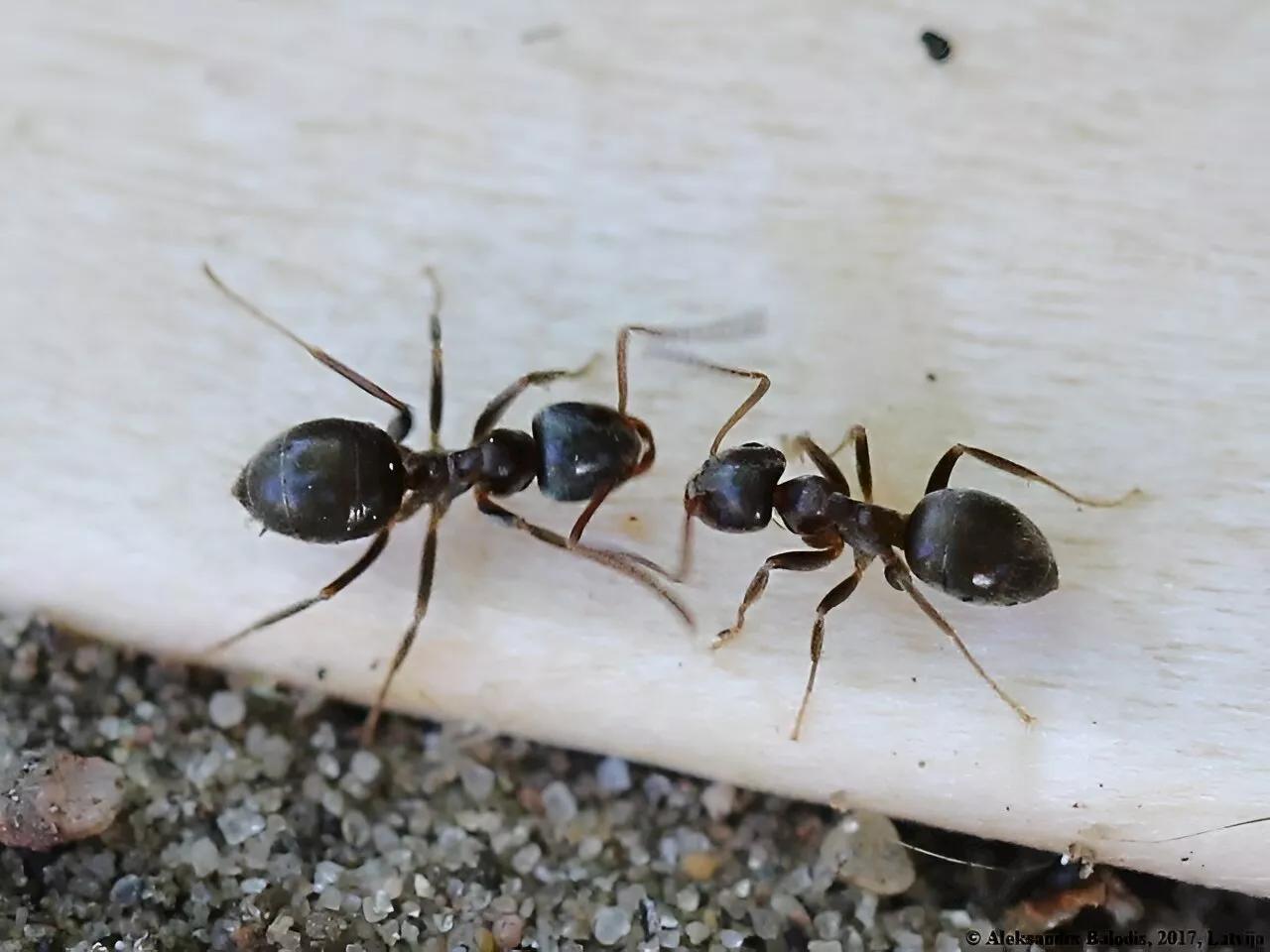 Ant queens cannibalize their sick offspring and 'recycle' them, new study reveals