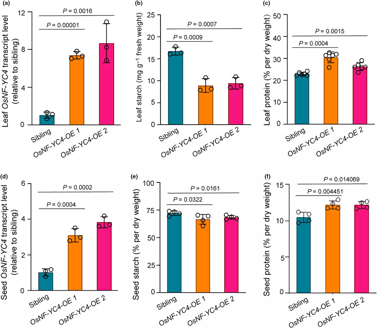 Increasing protein in staple crops could help alleviate global protein shortage