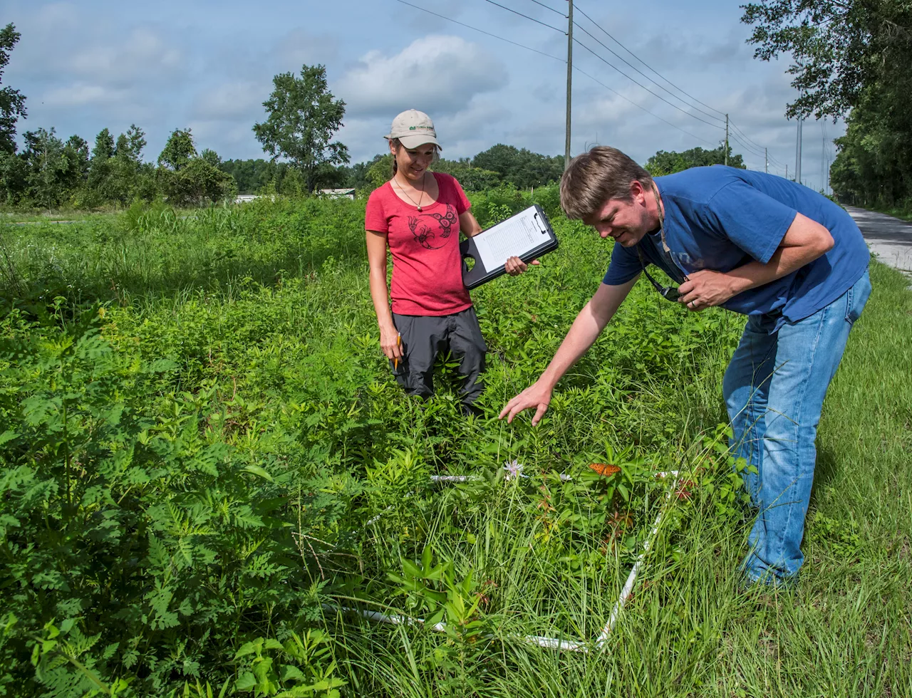 Maintaining an essential habitat: What's good for pollinators is good for utility companies too