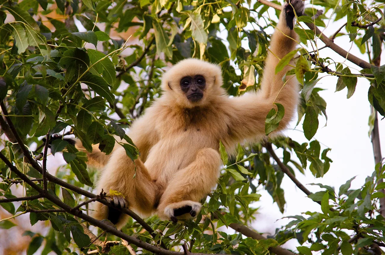 Researchers determine female gibbons dance for attention