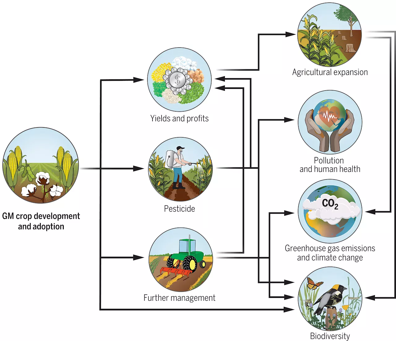 Researchers explore environmental impacts of genetically modified crops