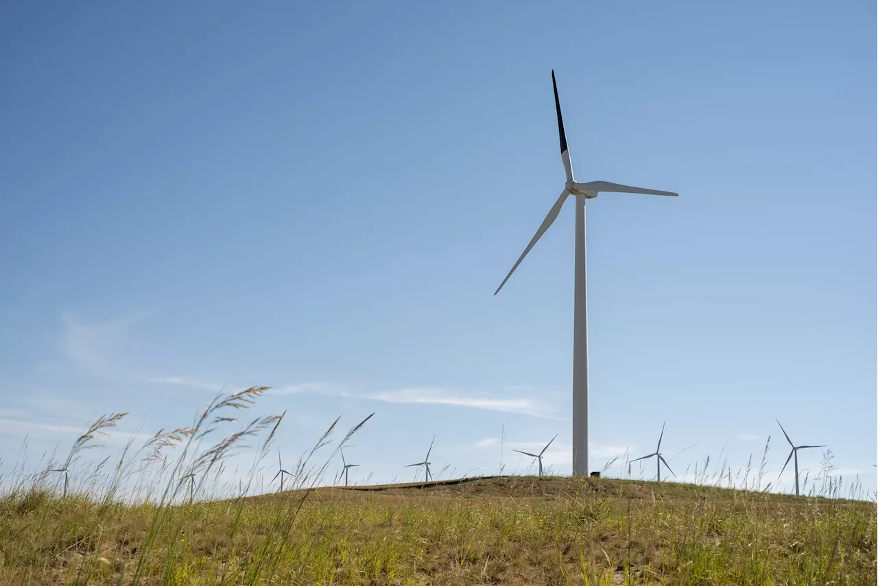 Scientists studying impact of painting wind turbine blade black to reduce bird collisions