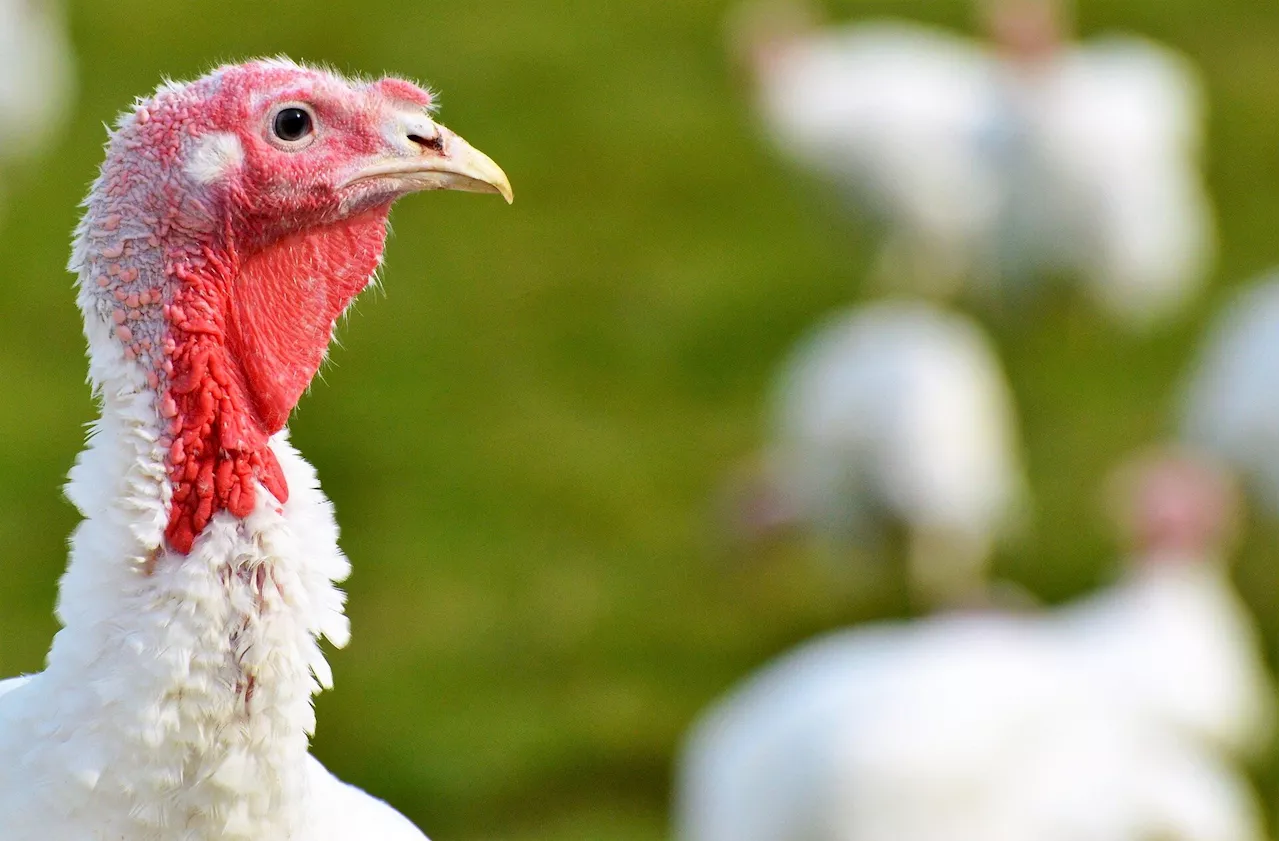 Thousands of turkeys killed in California's Merced County as officials battle avian flu outbreak