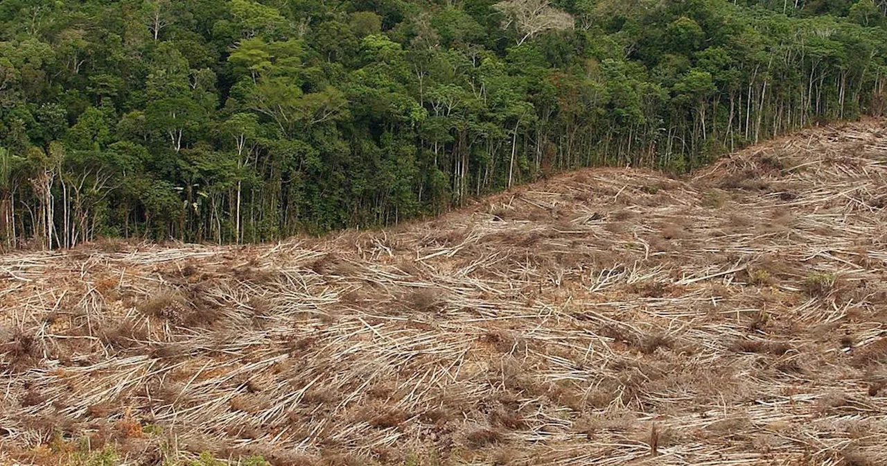 Amazonas-Regenwald erheblich geschrumpft