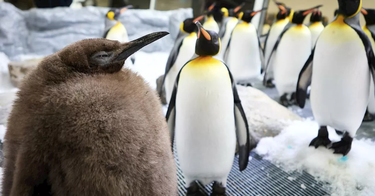 Sea Life Melbourne Aquarium: Pinguin-Baby Pesto ist ein echter Brocken