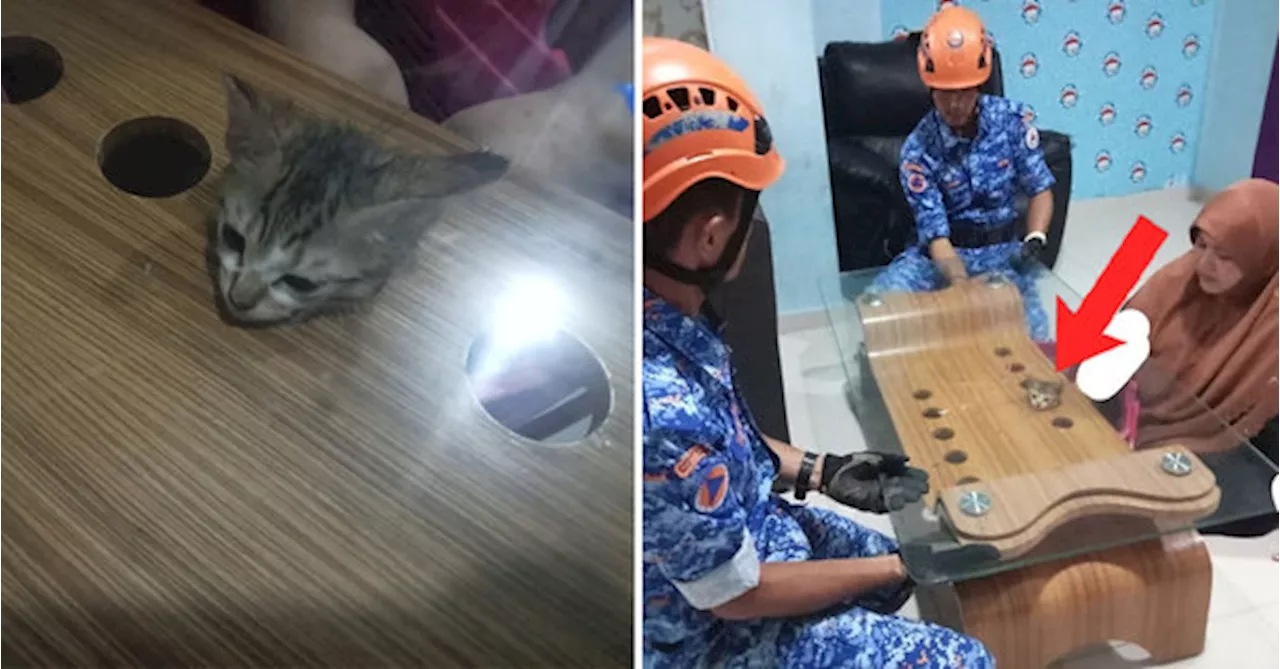 Cute Kitten Gets Head Stuck In Coffee Table Hole & Requires Abang APM To Rescue It