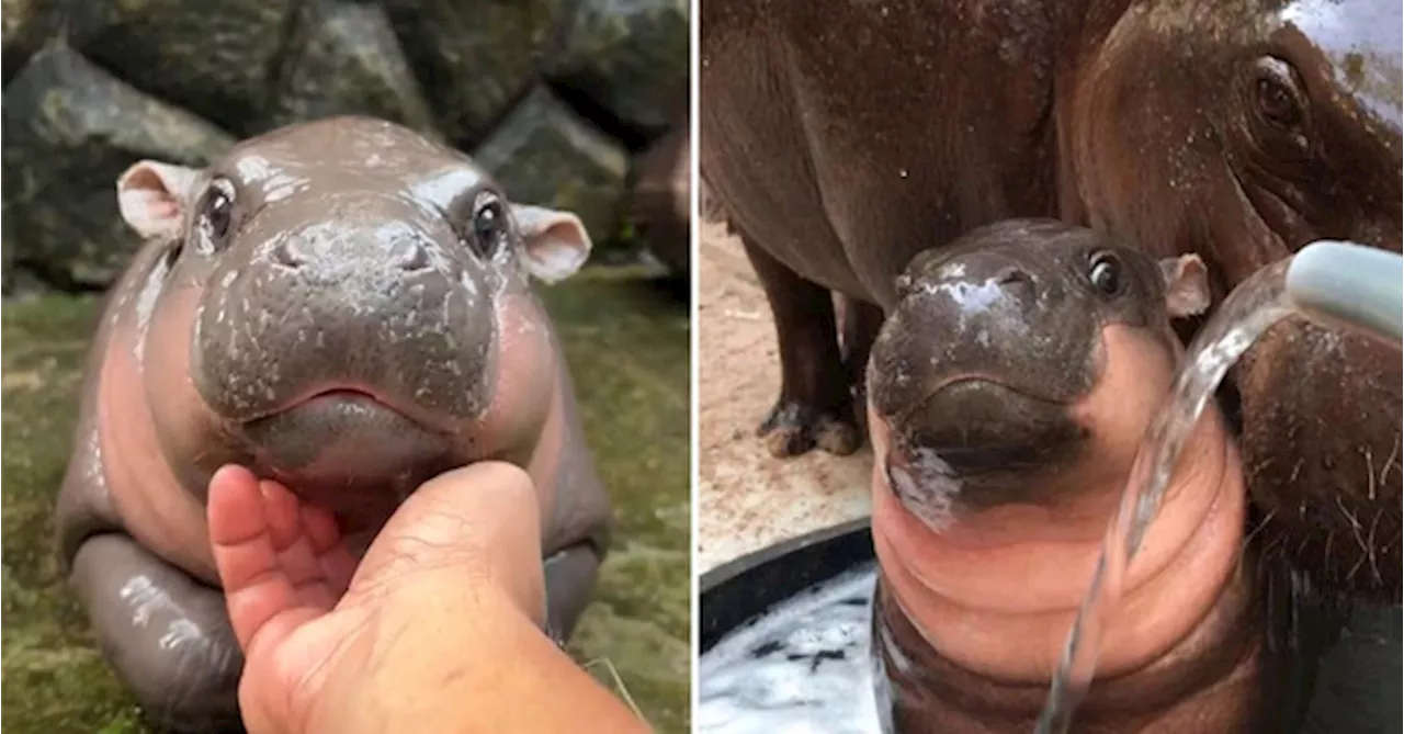 Moo Deng The Baby Hippo Has Already Brought In RM1.5 Million For Thai Zoo