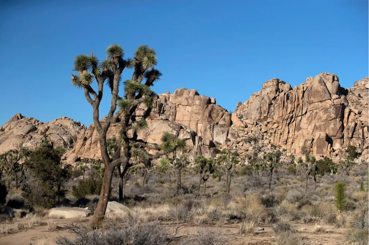 As crews chainsaw Joshua trees, Mojave Desert community protests solar energy project