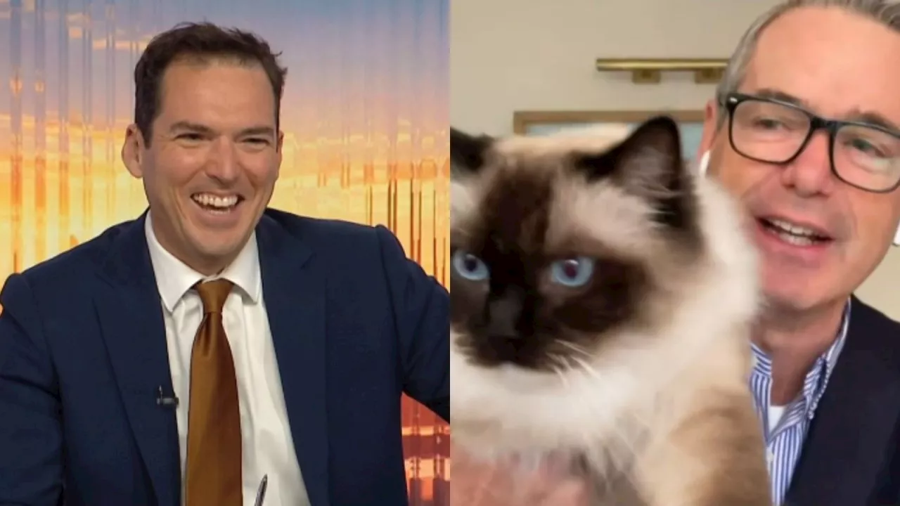 Ex-Labor senator hilariously interrupted by own cat in live interview