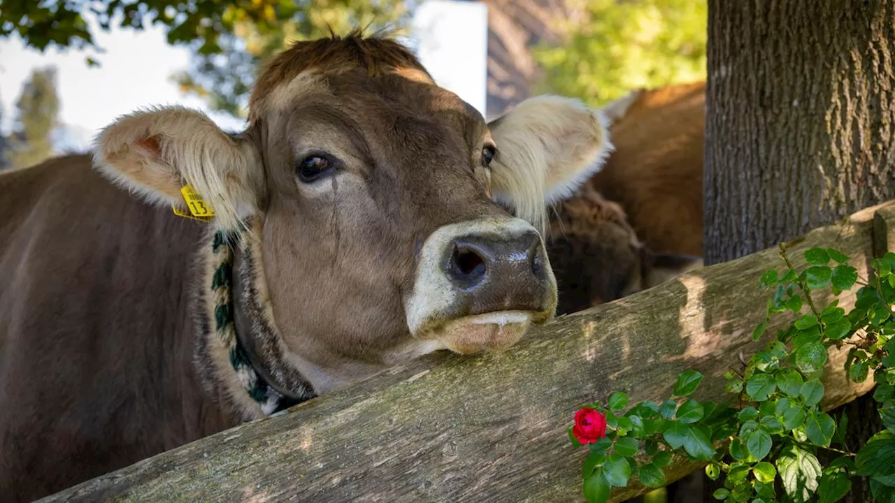 Bericht des Bundeslandwirtschaftsministeriums: Konsumenten achten häufiger auf Tierwohl und Biosiegel