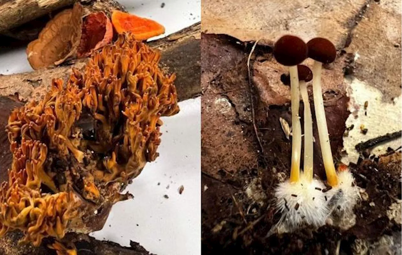 Fungal finds: Sabah students discover two rare species on UMS Hill