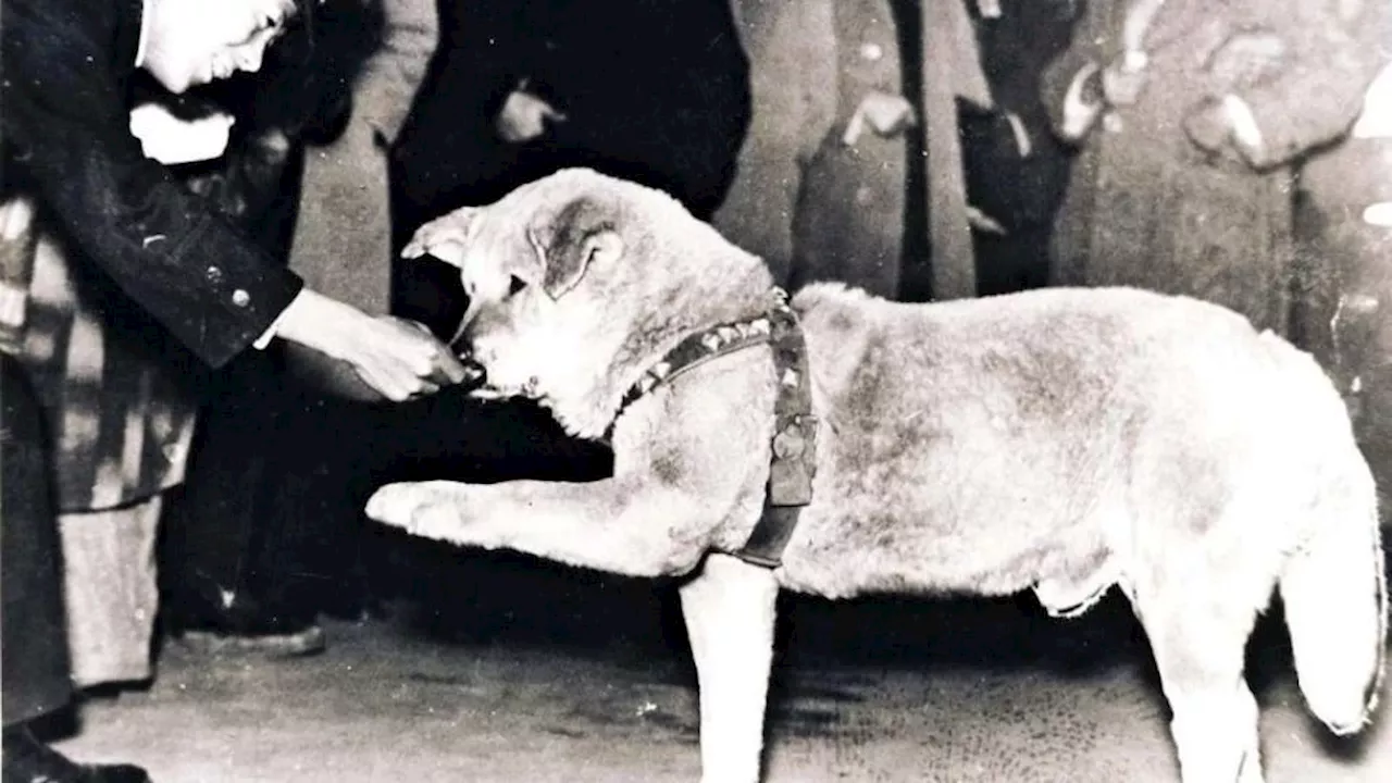 New photos of Shibuya’s iconic dog Hachiko found