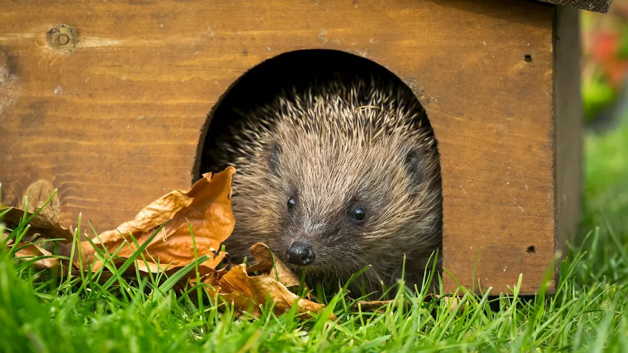 Igelhaus im Garten: So können Sie schutzlosen Tieren helfen