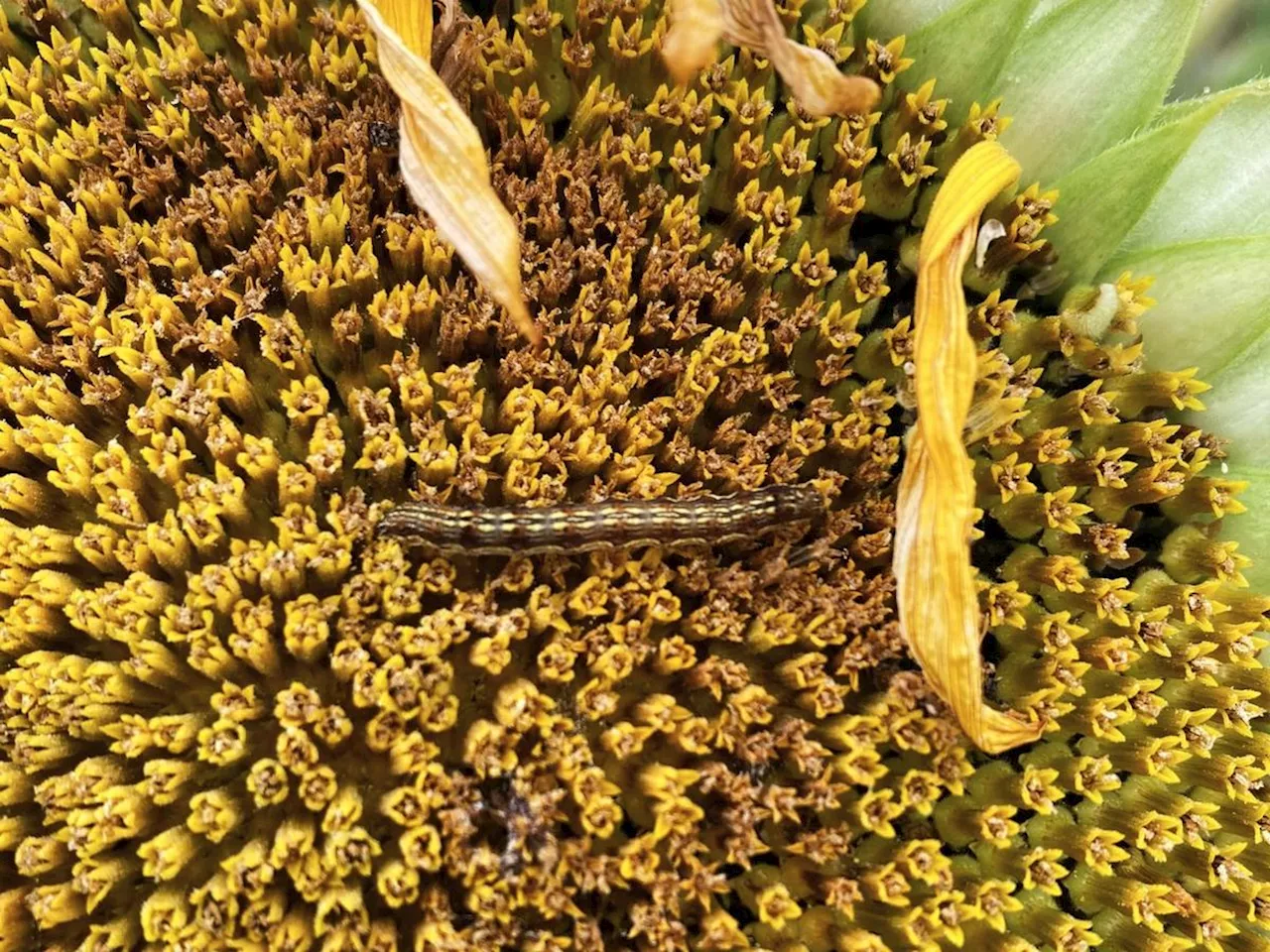 Agriculture en Lot-et-Garonne : l’héliothis, cette chenille qui parasite les cultures