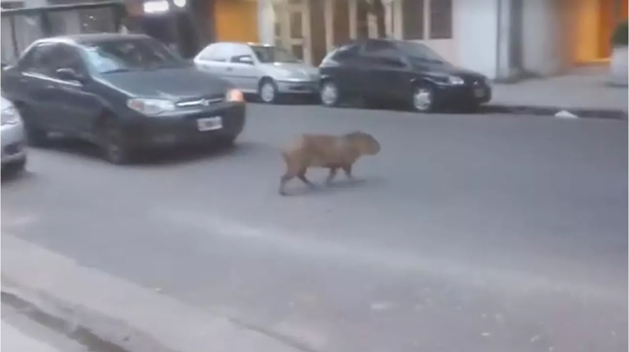 Carpincho sorprende a vecinos caminando tranquilamente por Recoleta