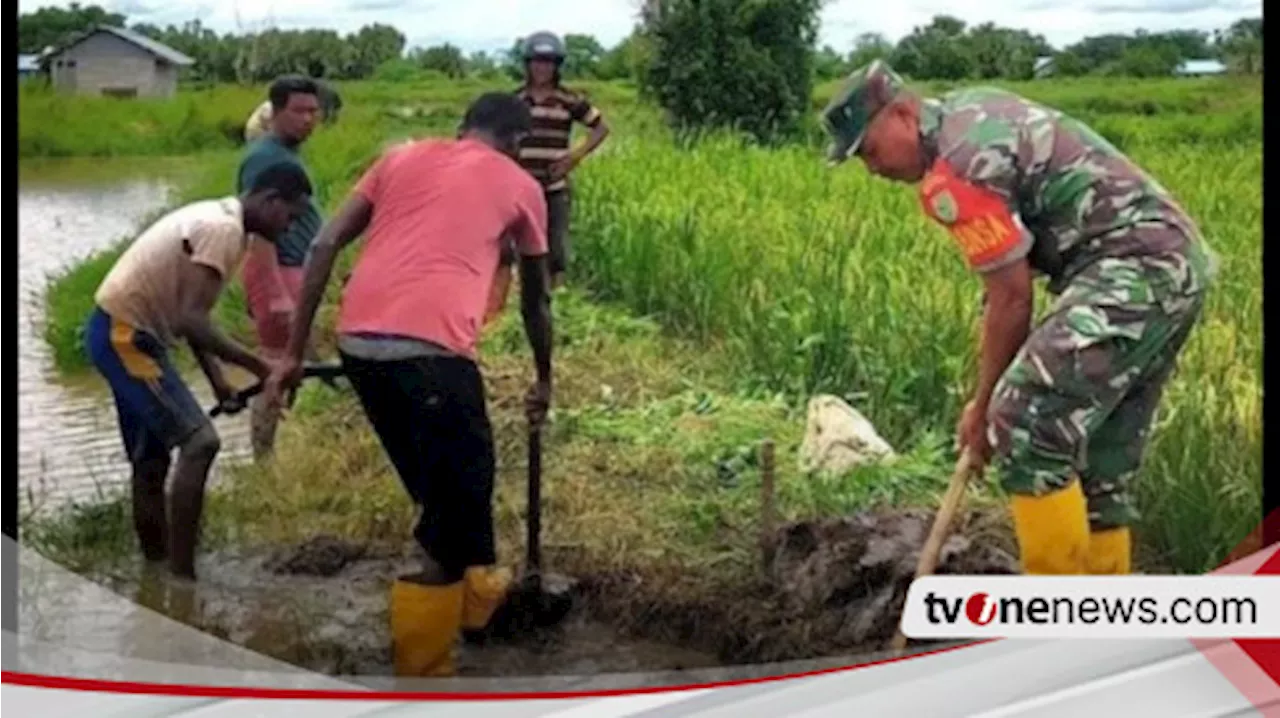 Pakar UGM Yakin Program Cetak Sawah Merauke Sukses: Potensi Sangat Bagus