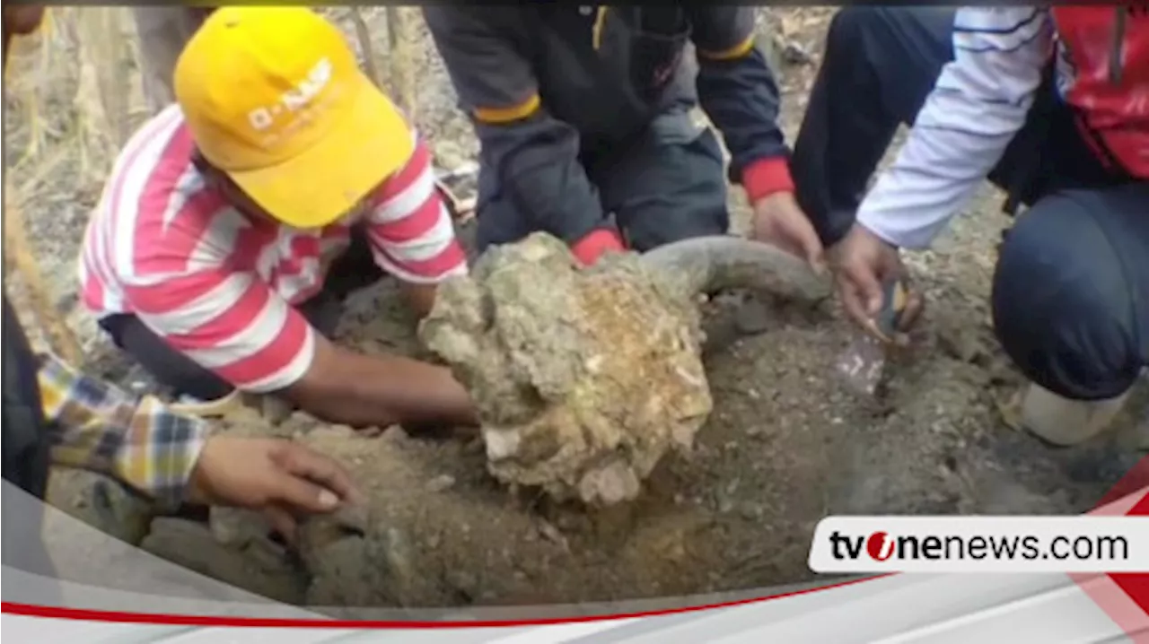 Penemuan Fosil Belasan Hewan Purba di Kawasan Hutan Tritik Rejoso Nganjuk Diharapkan Jadi Kawasan Prasejarah