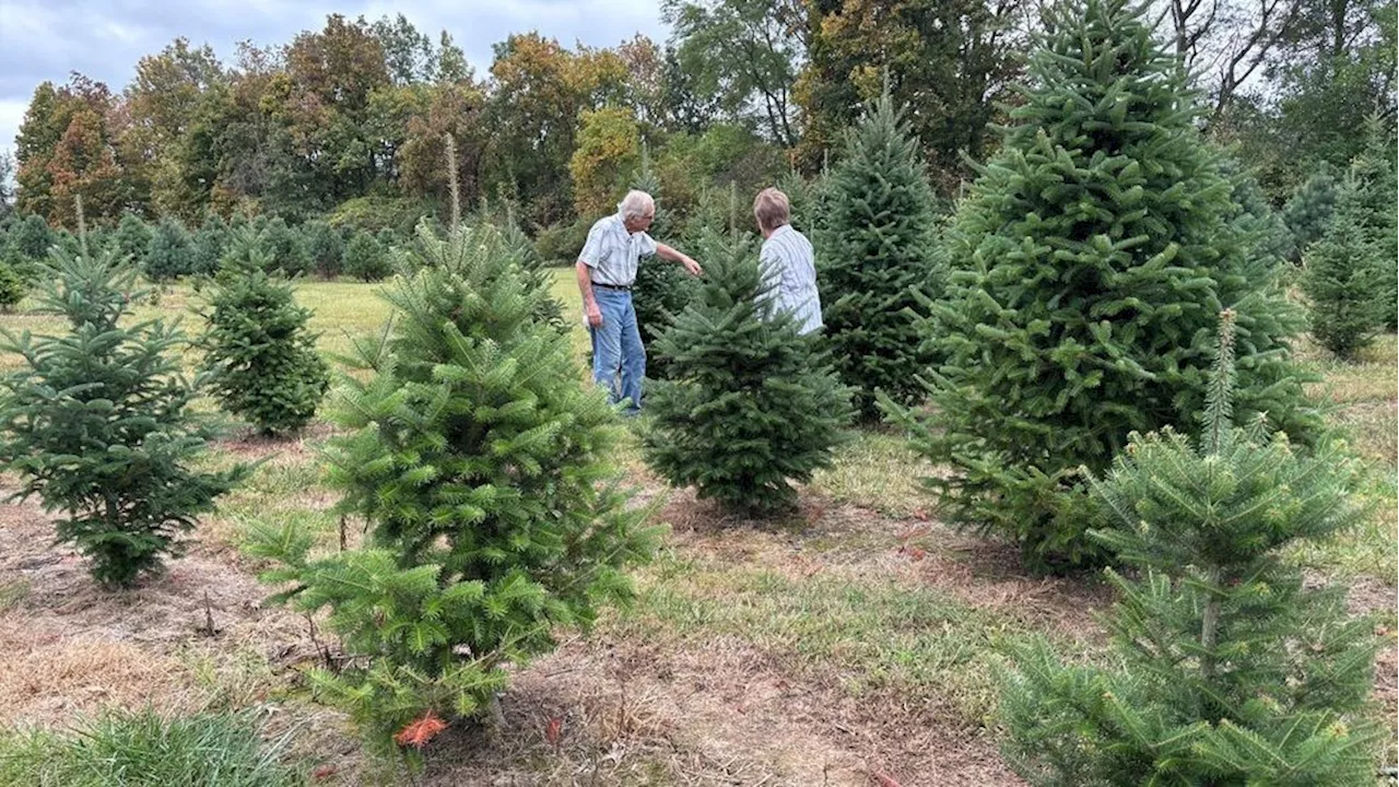 Delaware Christmas tree farm battles drought to keep trees alive