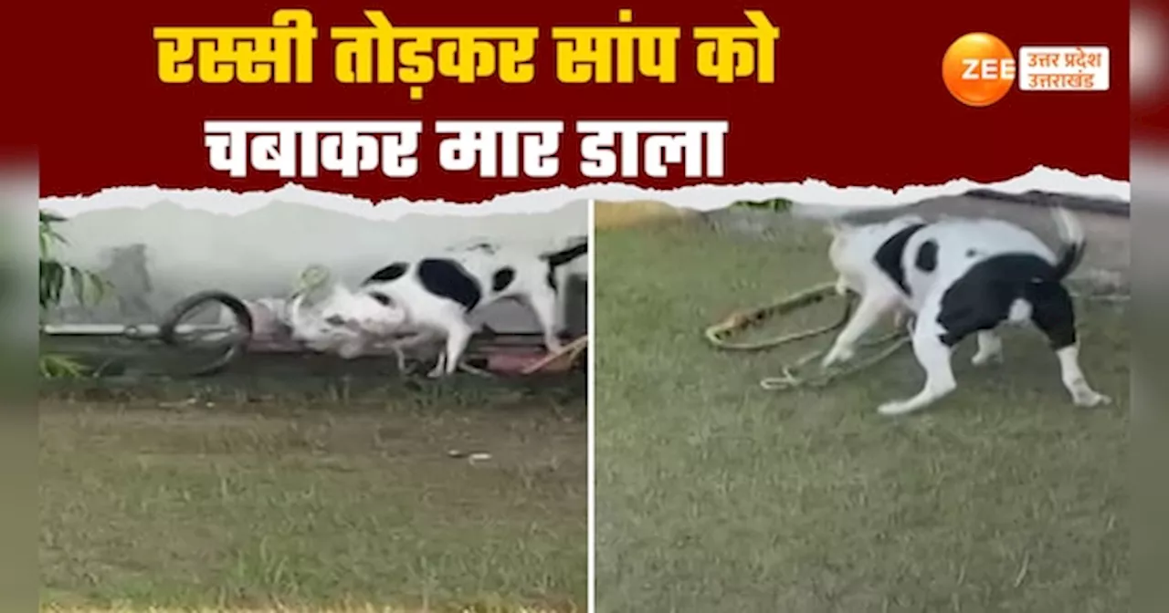 Jhansi Pitbull Video: पिटबुल ने सांप को दांतों से चबाकर मार डाला, बगीचे में खेल रहे बच्चों की बचाई जान