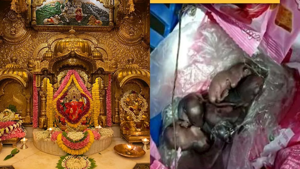 Siddhivinayak Mandir laddu Controversy: వినాయక.. ఇదేం ఘోరం.. లడ్డూ ప్రసాదంపై పిల్లలు పెట్టిన ఎలుకలు..