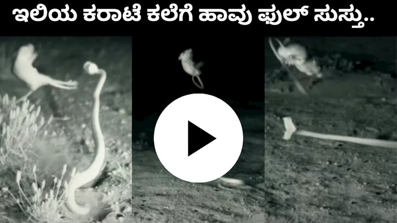 Viral video: ವಾಟ್ ಆ ಶಾಟ್ ಇಲಿಯ ಕರಾಟೆ ಕಲೆಗೆ ಬೇಟೆ ಆಡಲು ಬಂದ ಹಾವು ಫುಲ್ ಸುಸ್ತು..ವಿಡಿಯೋ ನೋಡಿ ಸಖತ್ ಮಸ್ತು