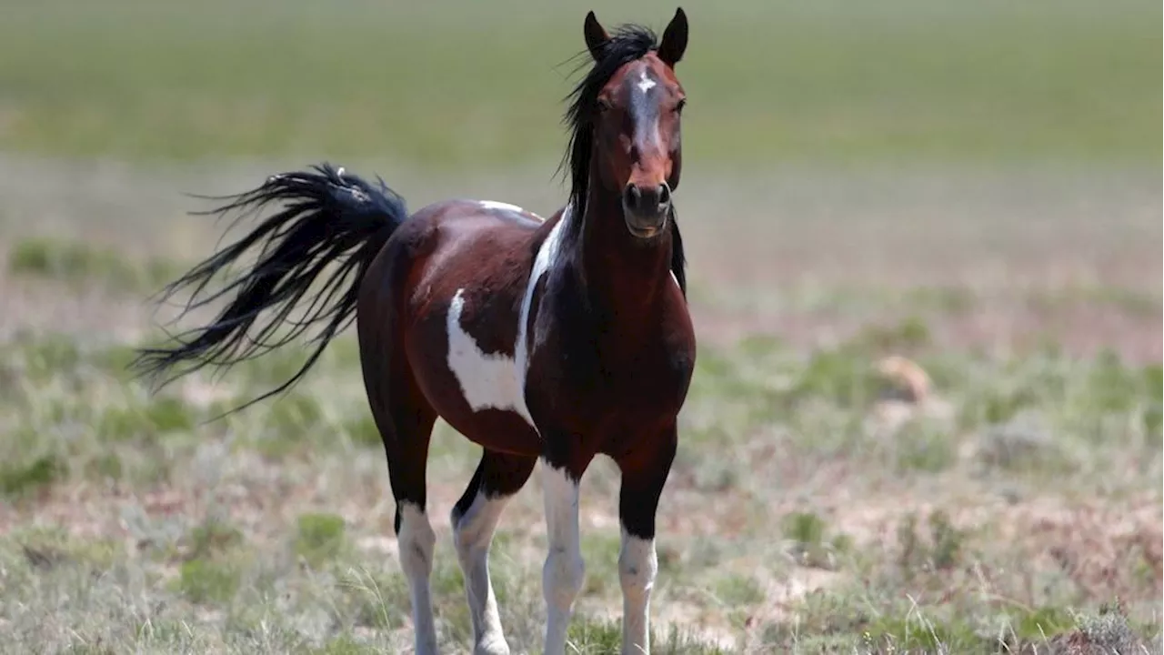 Man killed as horse crashes through windshield along California highway