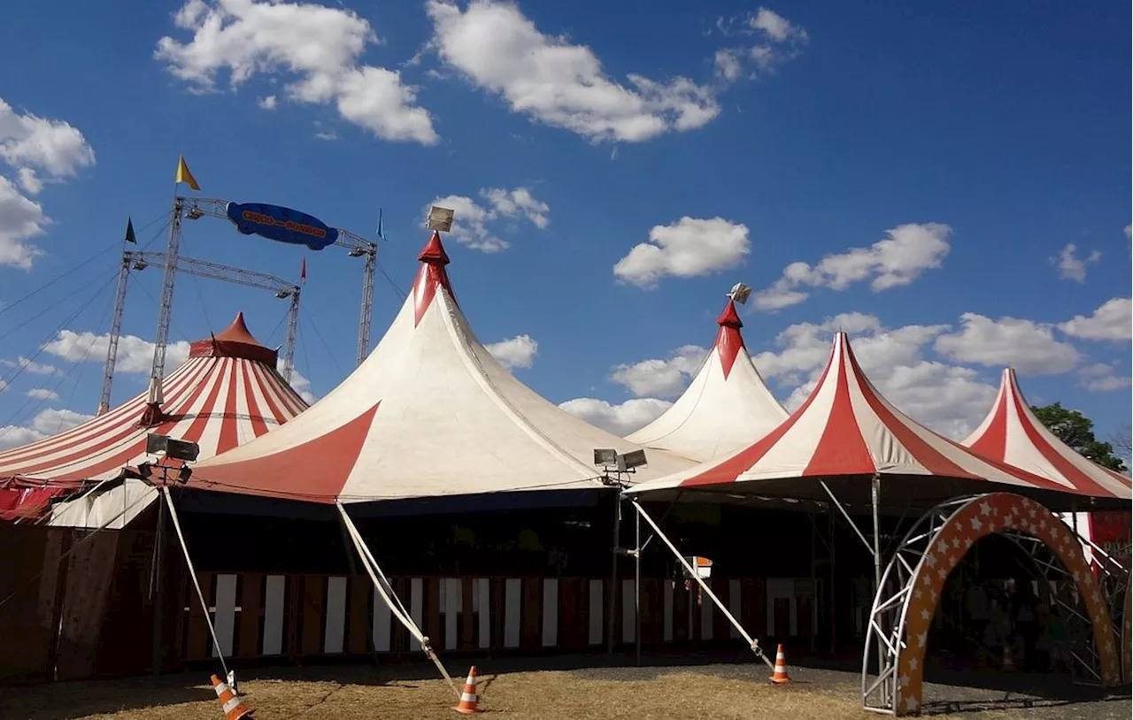 Val-d’Oise : Une association réclame le départ d’un cirque et de ses animaux