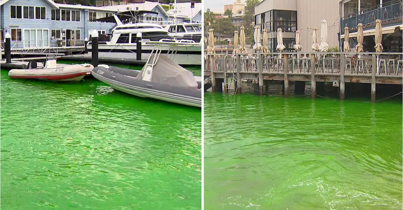 Neon 'green cordial' water in Sydney Harbour baffles locals