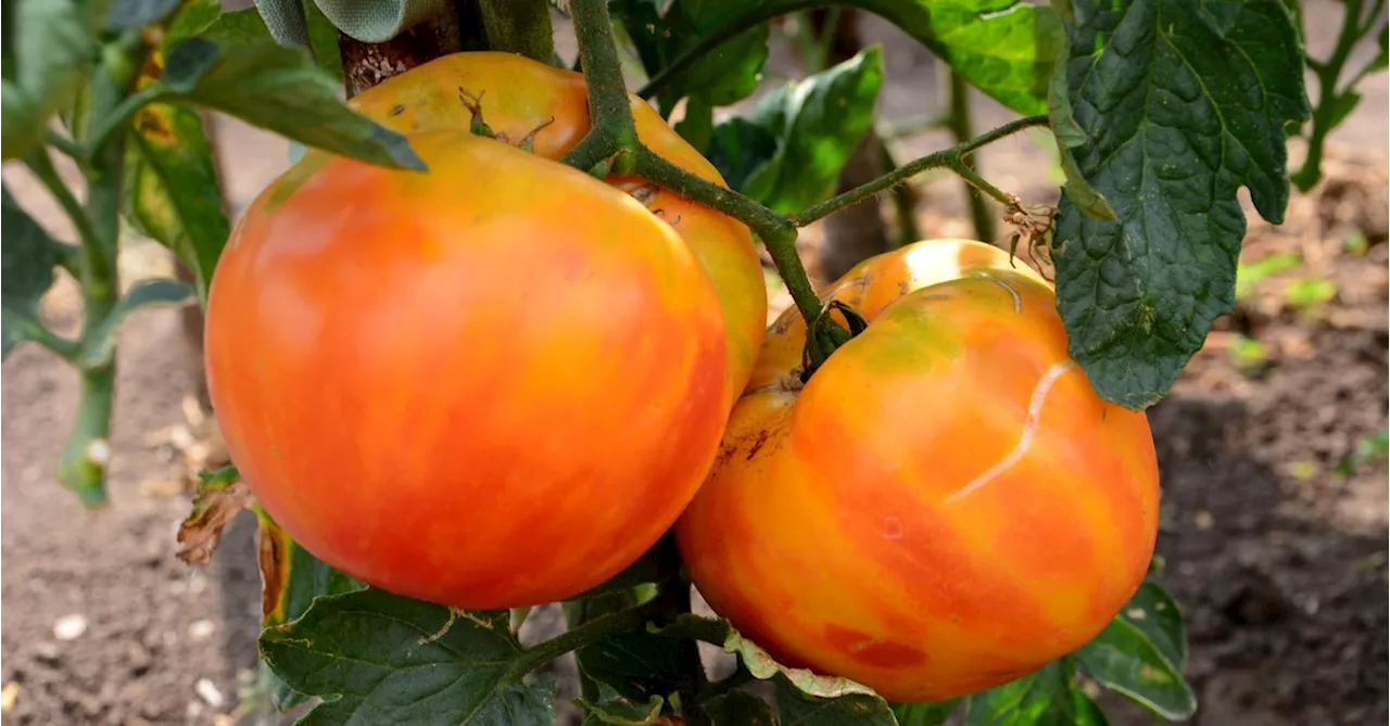 Perfection Fresh to slash 'significant number of jobs' amid tomato virus outbreak