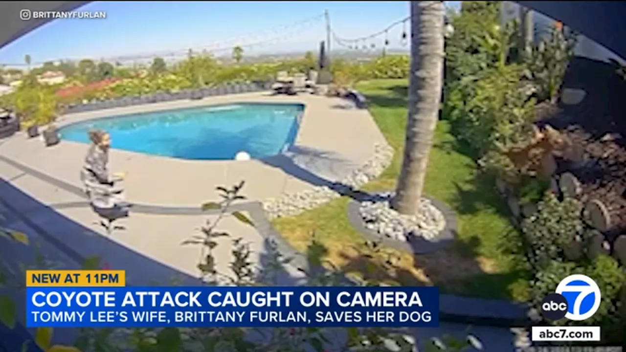 Coyote snatches dog from backyard of Tommy Lee, wife Brittany Furlan; she grabs beloved pet back