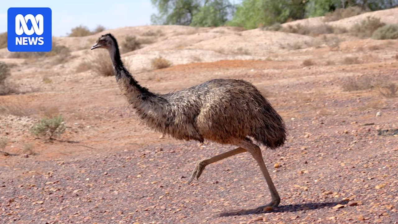 Emu simulations show birds that run while keeping a foot on the ground save energy