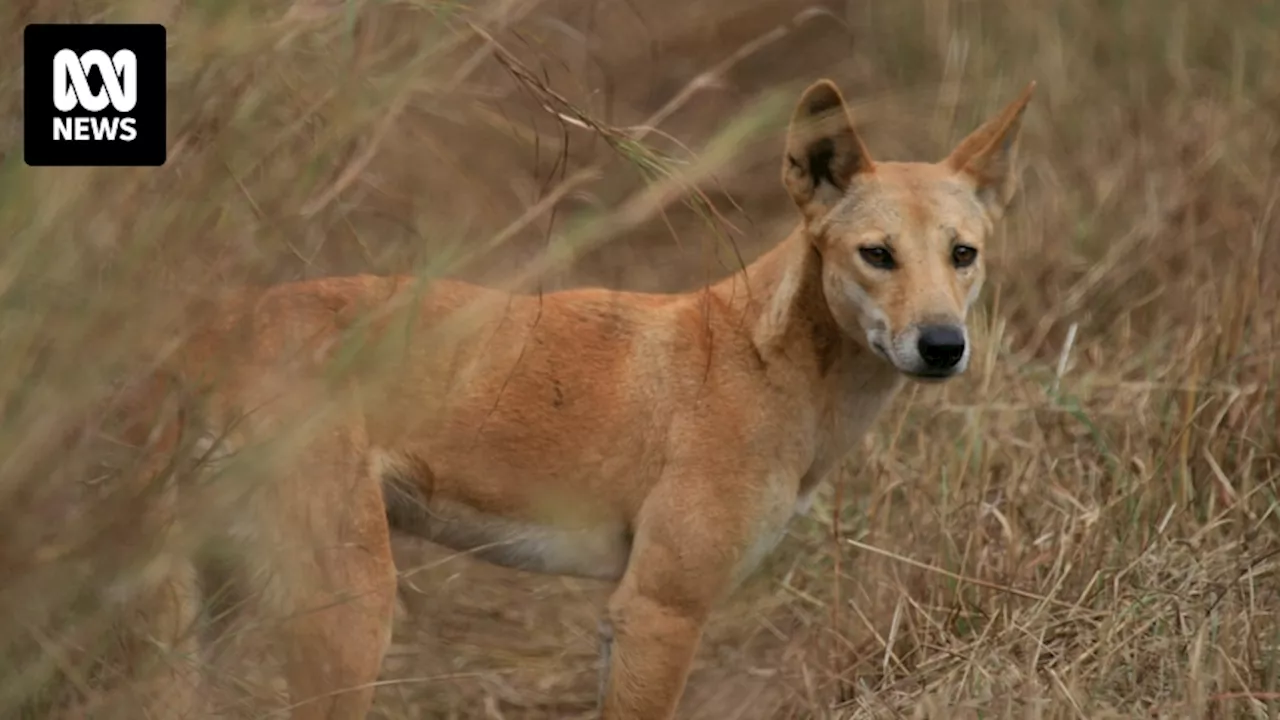 Victoria announces extension to lethal control of dingoes, wild dogs in state's east