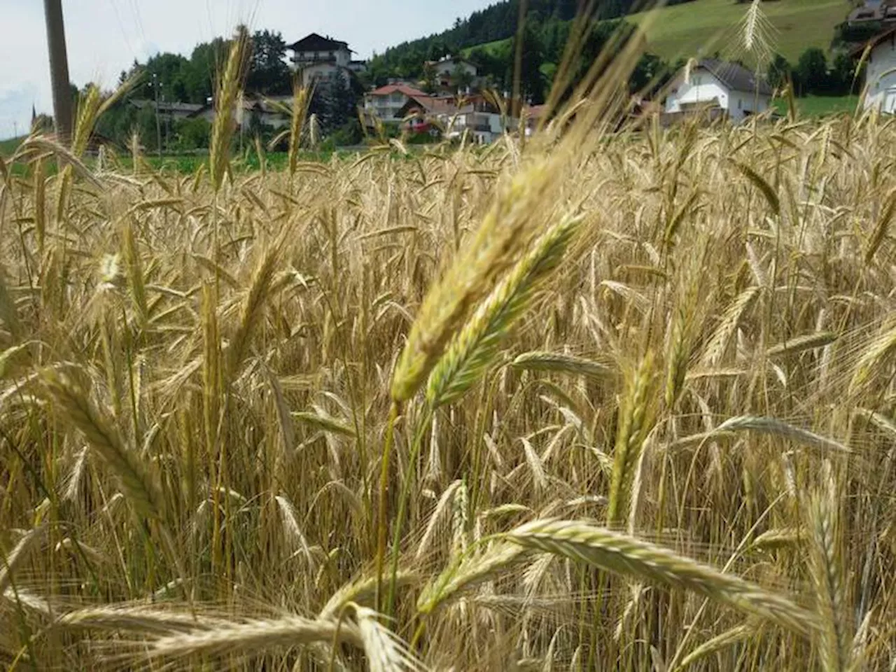 Arriva il servizio civile agricolo per mille giovani