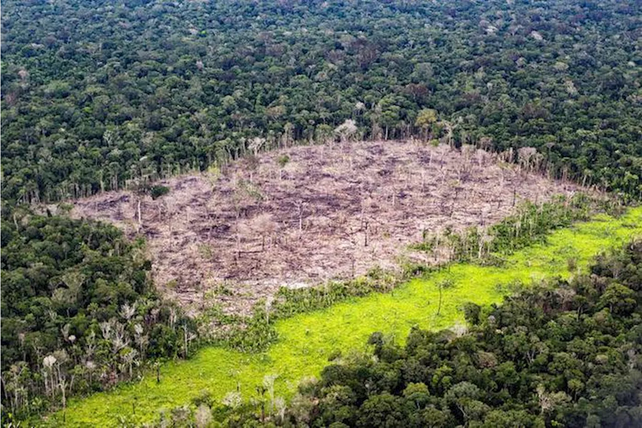 Da Amazon a Bayer, la corsa per riforestare l'Amazzonia