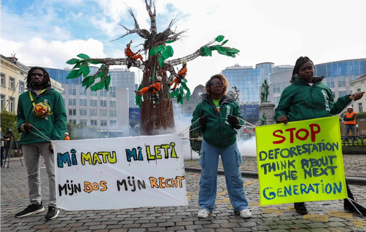 Greenpeace installa un albero-scultura a Bruxelles