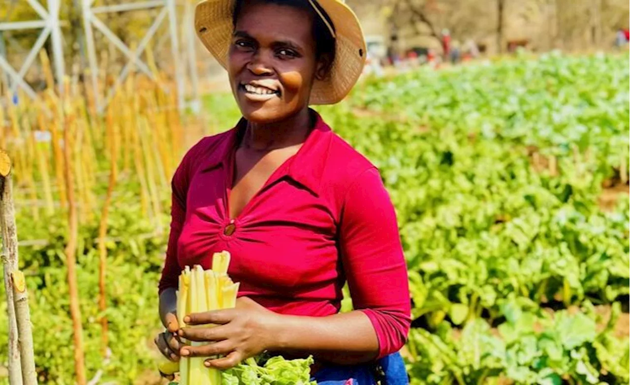 Zimbabwe: Nutrition Gardens, Resilience Programs Provide a Lifeline for Hunger-Stricken Villagers