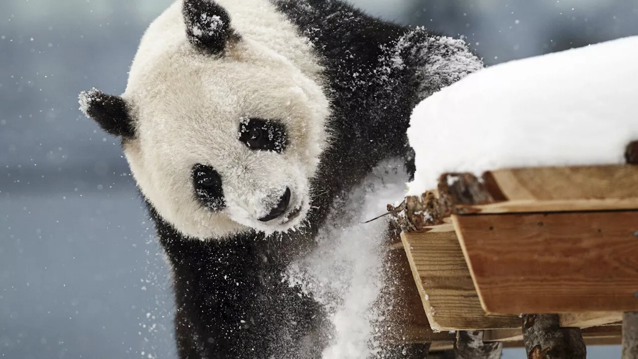 A zoo in Finland with financial woes is returning giant pandas to China