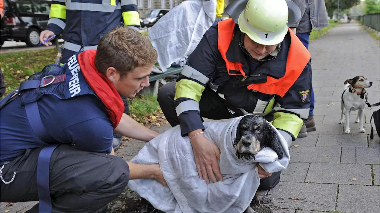 Augsburg: Wenn die Feuerwehr Schlangen jagt: Tierrettungen in Augsburg häufen sich