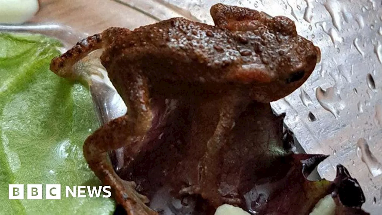 Mystery surrounds toad found in Bracknell supermarket salad