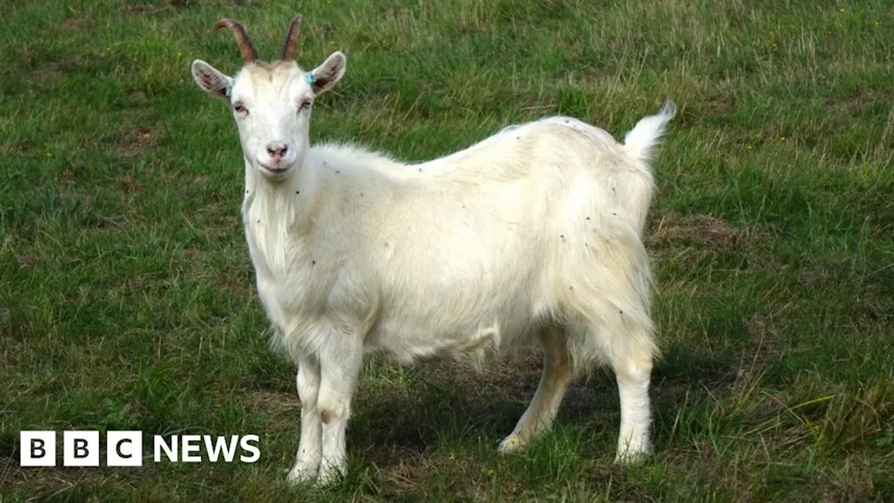 Goats move to White Lion hillside chalk figure at Whipsnade