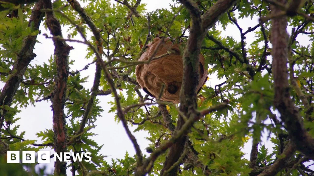 Guernsey boosts hornet nest destruction capability with new lance