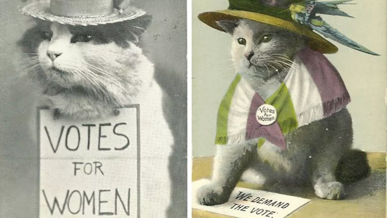 'A disease in the public bloodstream': How cat memes went viral 100 years ago