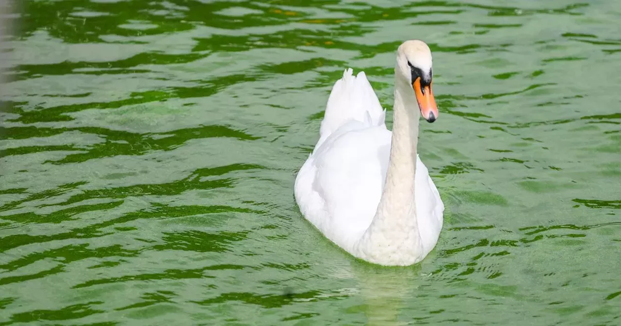 NI Water tells when 'unpleasant taste and smell' in Lough Neagh supply will end