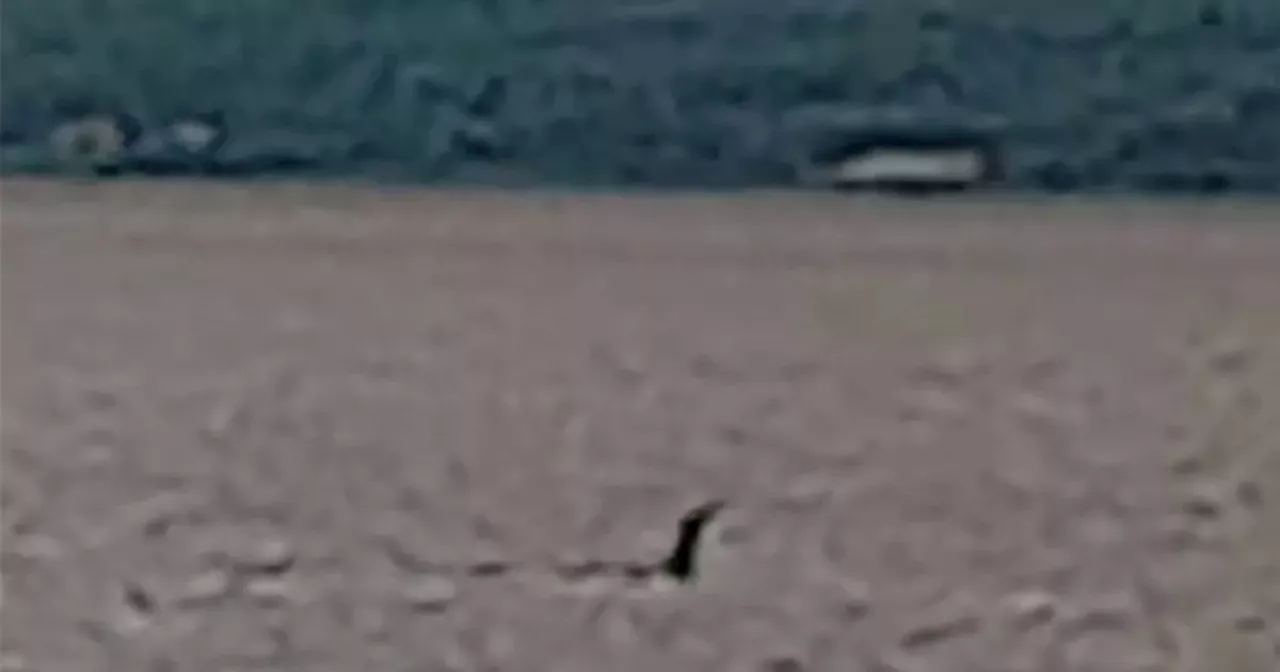 Watch as Loch Ness type creature spotted off Donegal coast