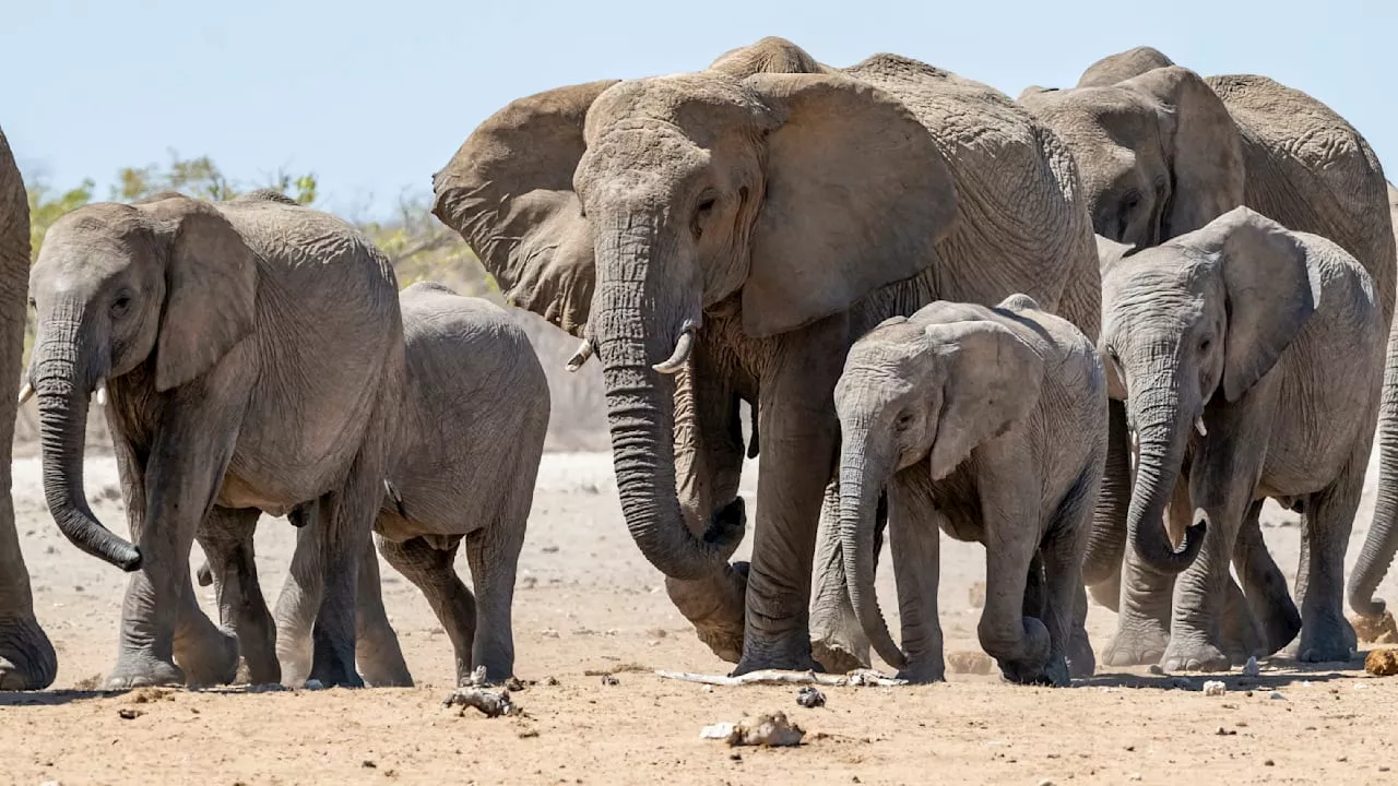 Präsident in Ansprache: Botswana will unsere 20 000 Elefanten abschießen!